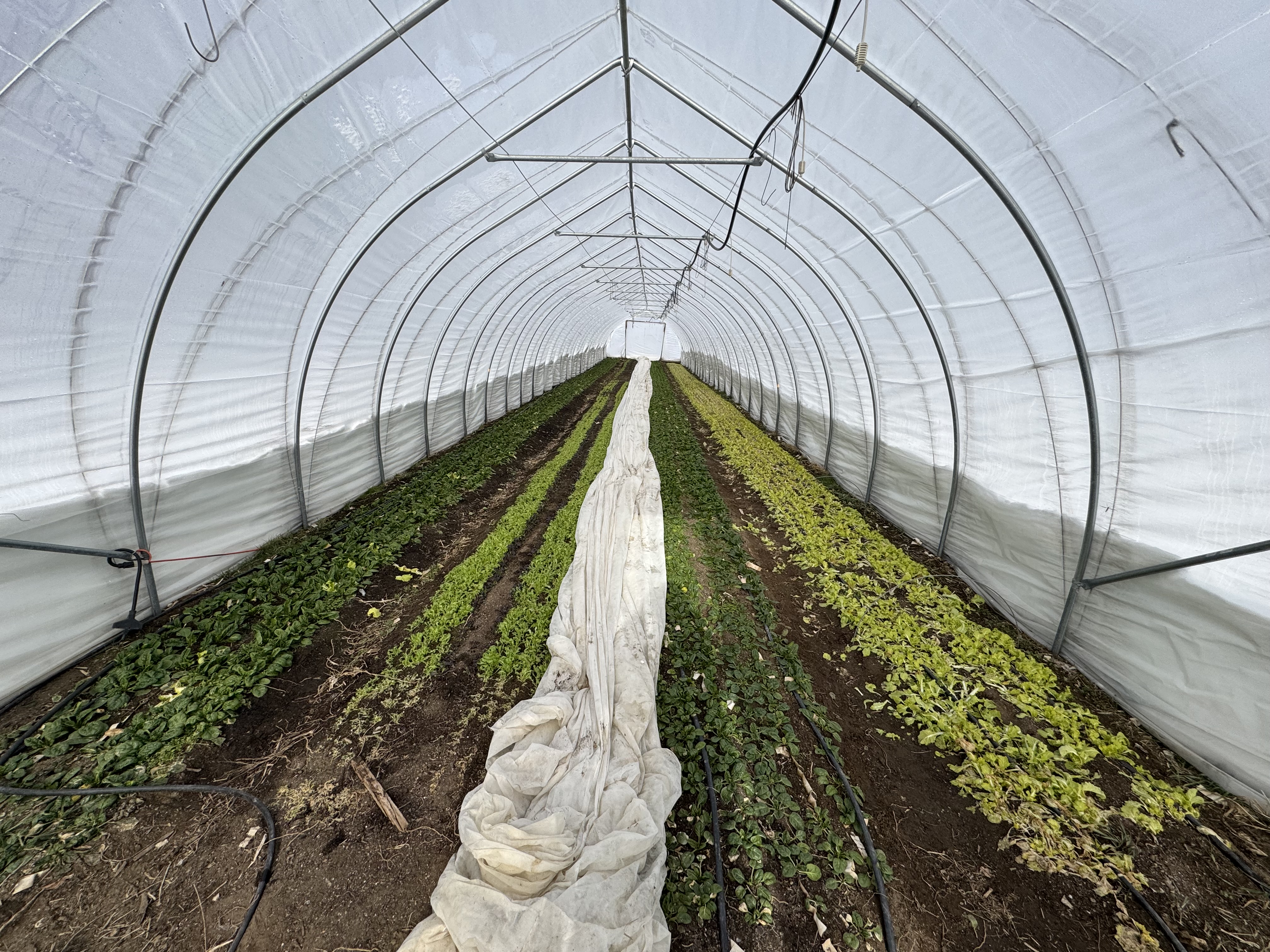 Growing vegetables