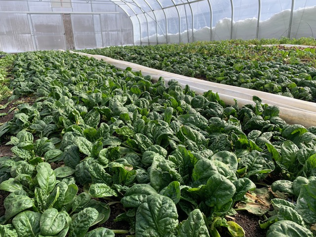 Farm scene
