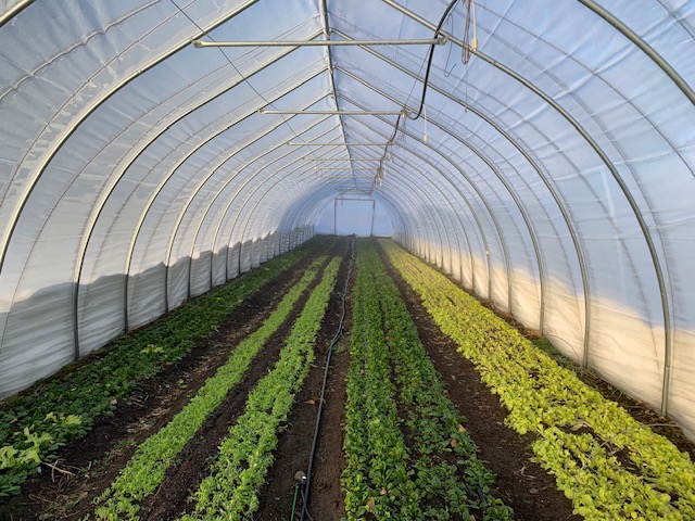 Farm vegetables